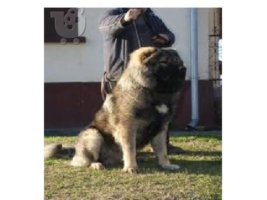 Καυκασου καθαροαιμο κουταβακι